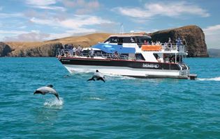 Hector dolphins jumping out of the water in front of black cat cruises