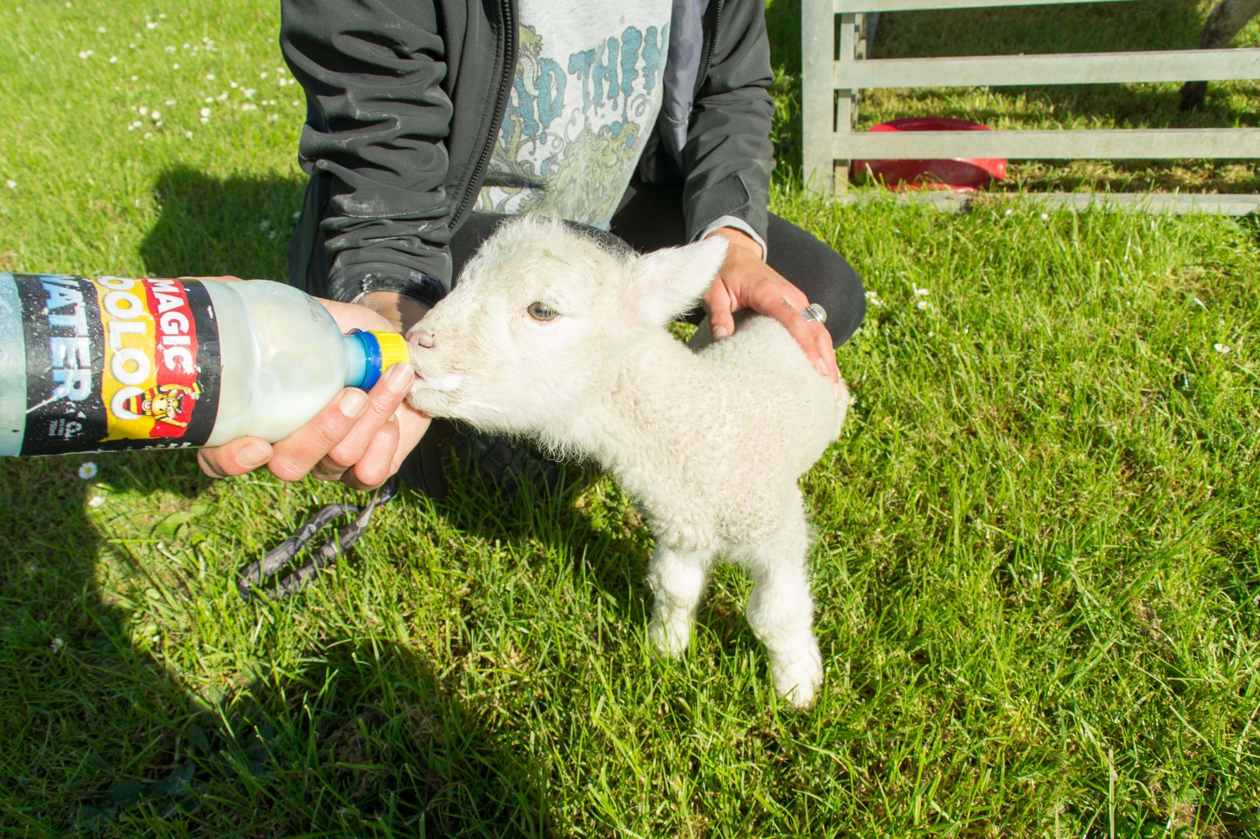 Lamb at YHA Waitomo