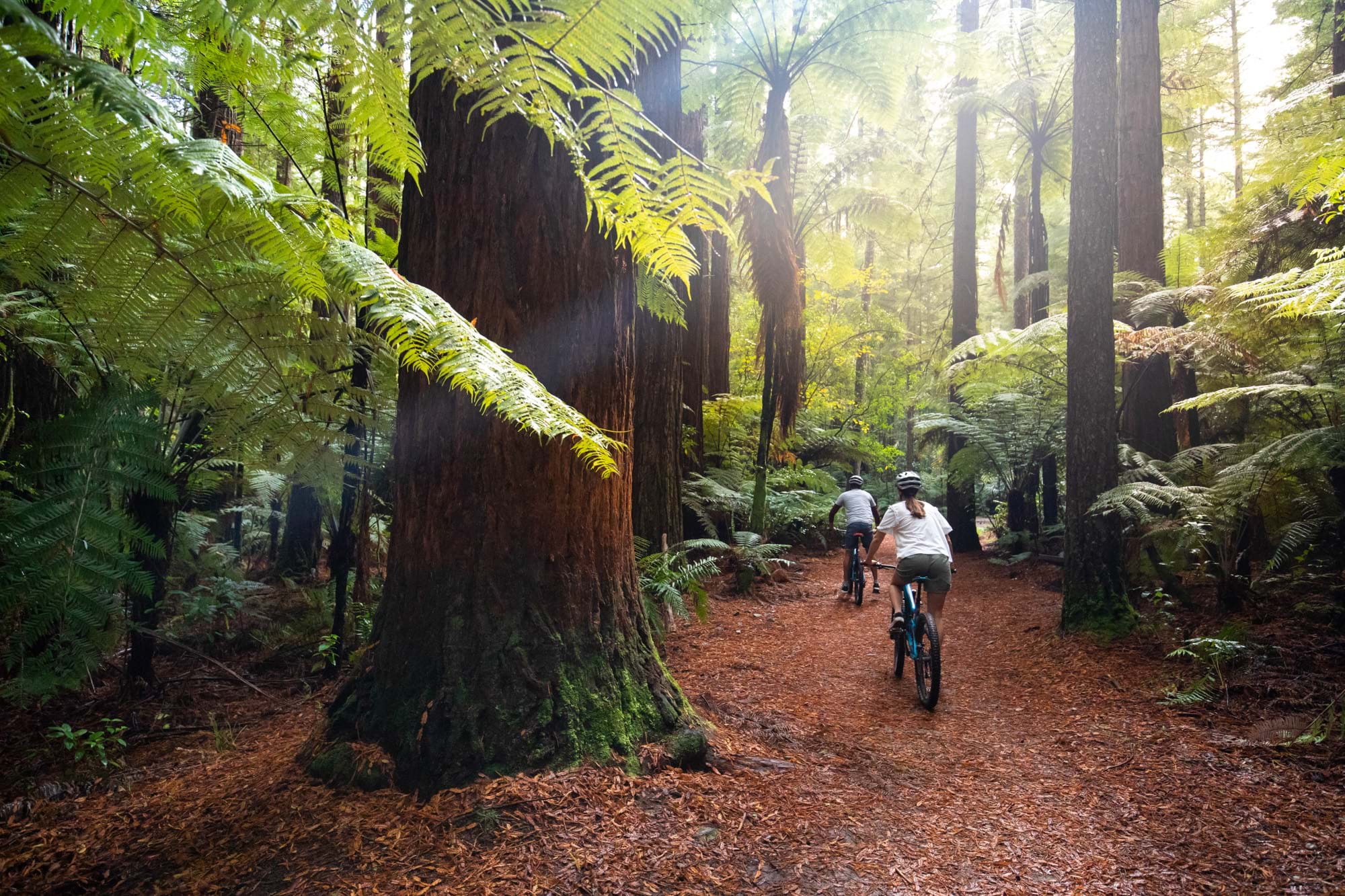 The Redwoods Rotorua by Graeme Murray