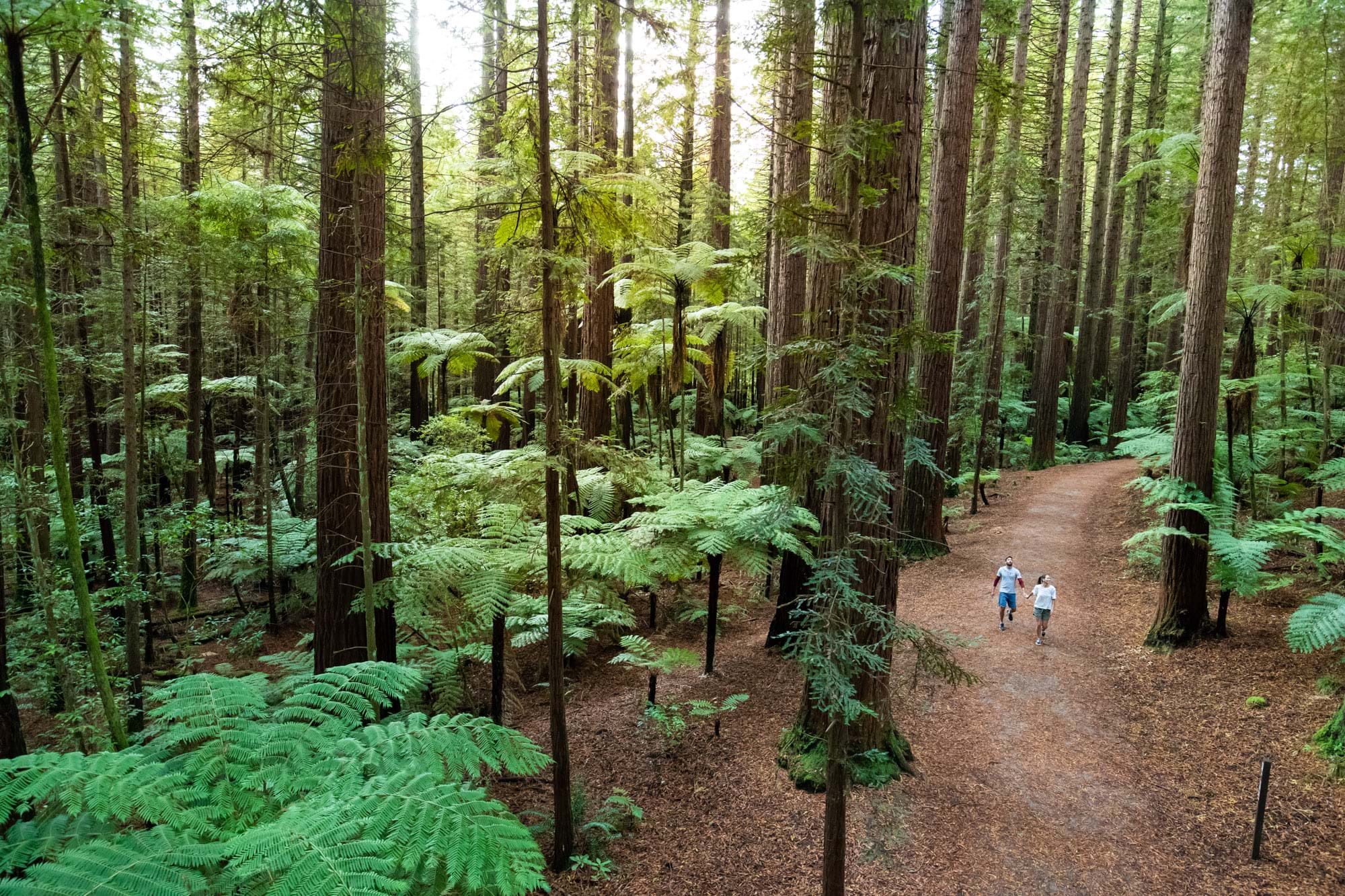The Redwoods, Rotorua